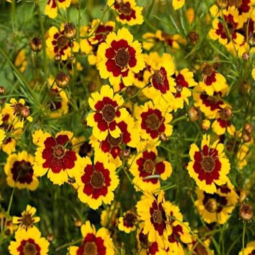 Yellow Brown Coreopsis Flower Seeds