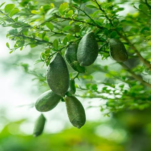 Green Finger Lime Fruit fruit seeds for organic garden planting