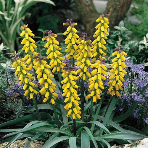 Muscari macrocarpum Flower Seeds