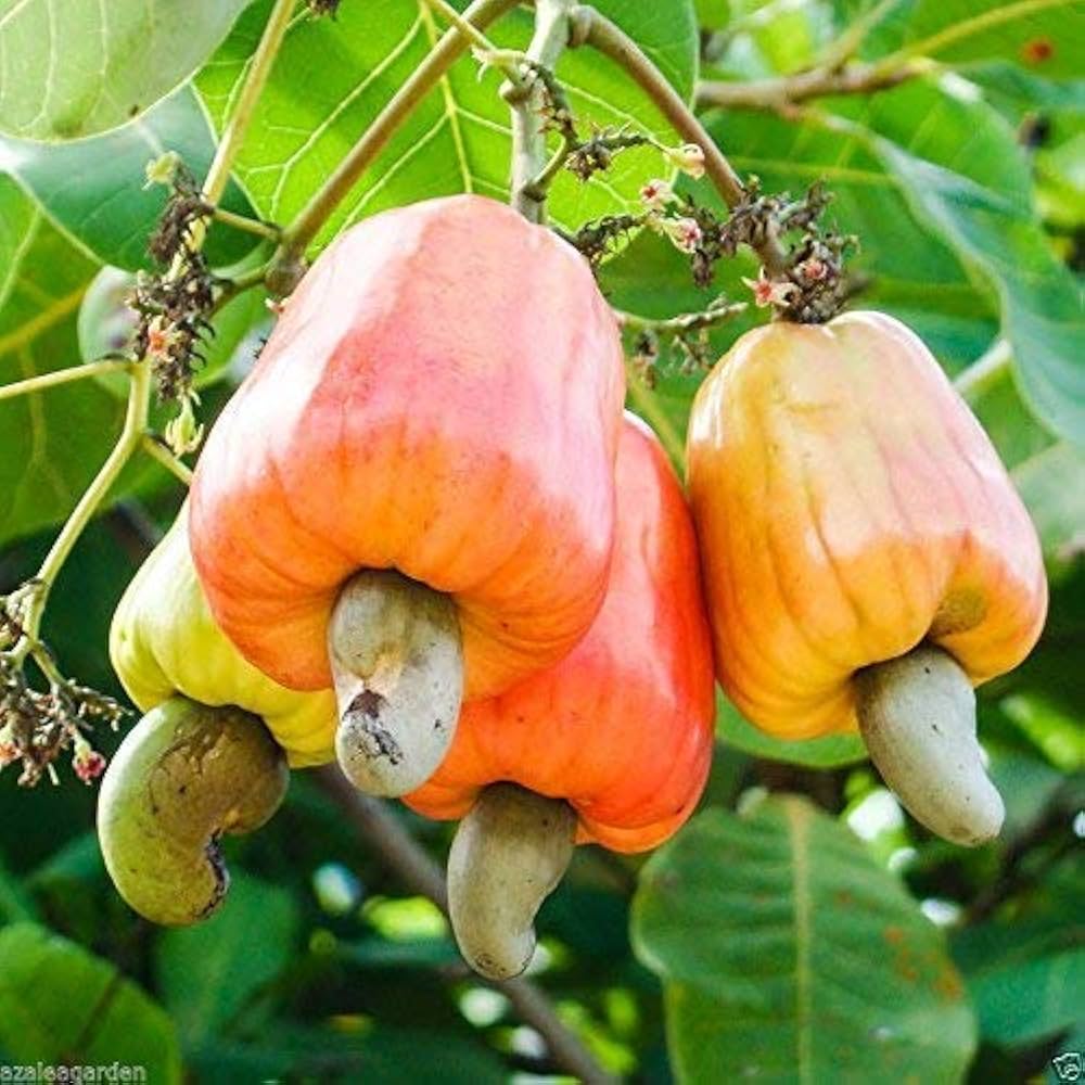 Cashew Nut Fruit Grow Nutritious And Tasty Cashews In Your For Backyard Fruit Seeds