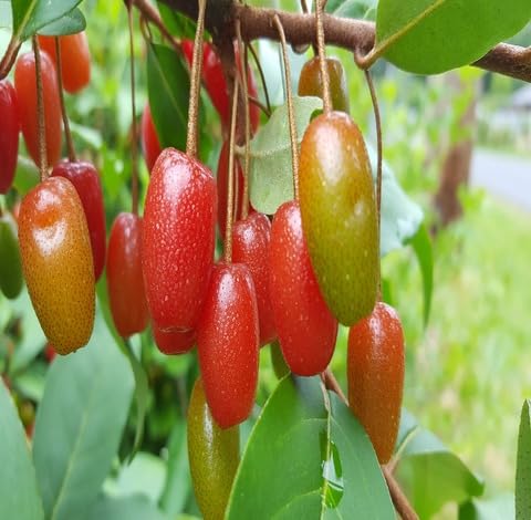 Red Goumiberry fruit seeds for organic garden planting