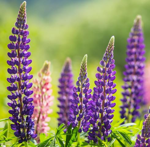 Violet Lupine Flower Seeds