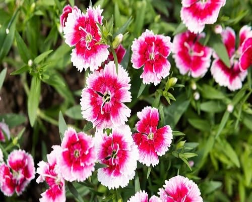 Pink Dianthus Flower Seeds