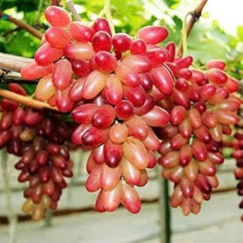 red grape fruit perfect for growing Fruit Seeds