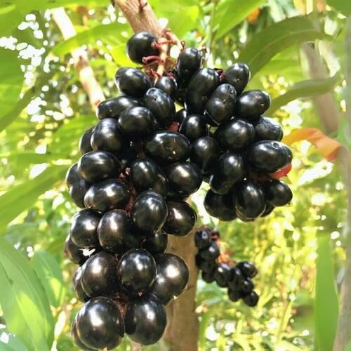 Black Jamun Fruit fruit seeds for organic garden planting