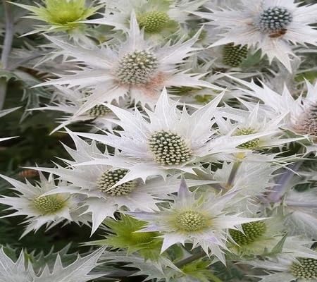 White Eryngium Flower Seeds