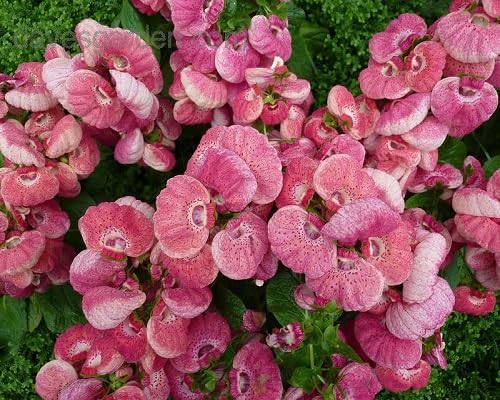 Pink Calceolaria Flower Seeds