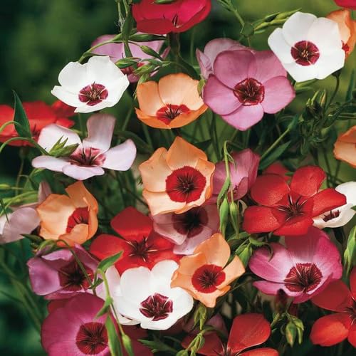 Mixed Linum Flower Seeds