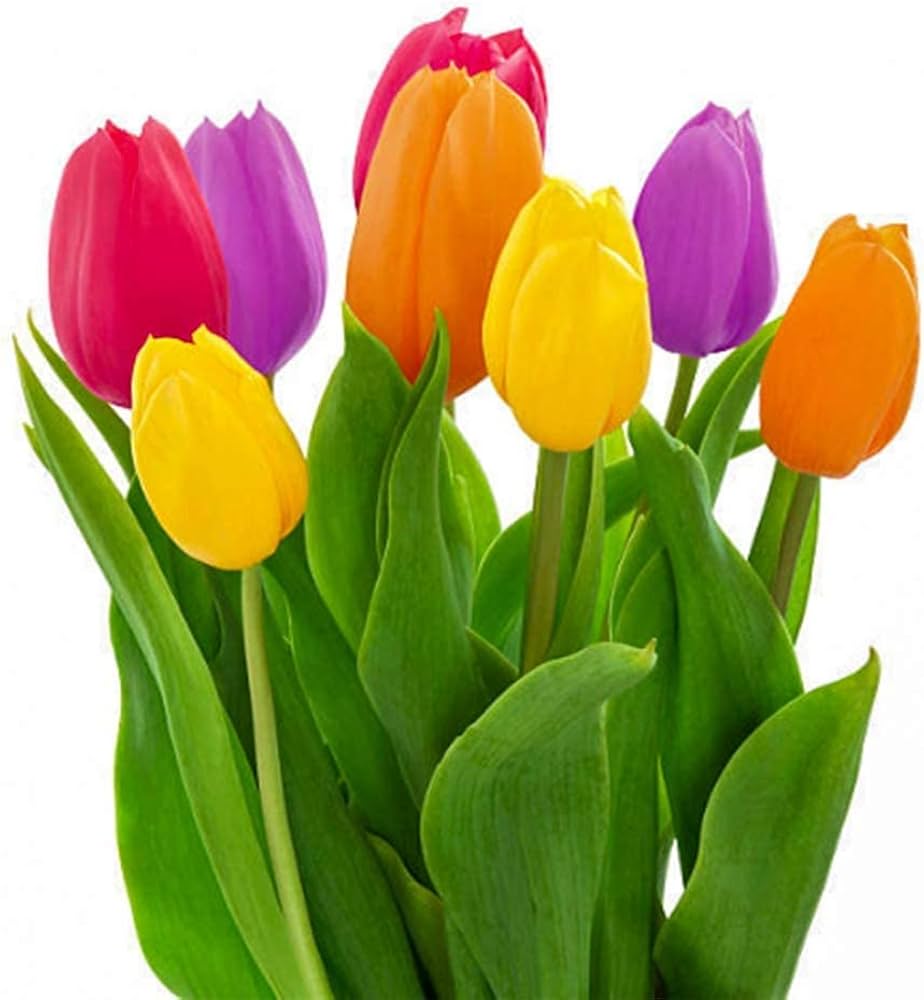 Tulip Tulipa Spp Mixed Colors
