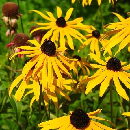 Yellow Echinacea Flower Seeds
