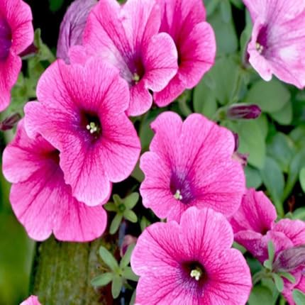 Pink Petunia Flower Seeds