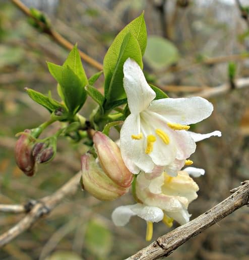 White Lonicera Fragrantissima Flower Seeds