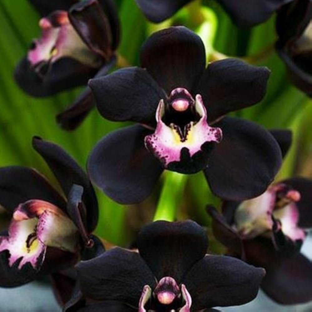 Black Cymbidium Flower Seeds - Heirloom Non GMO High Germination Premium Garden Seeds for Planting