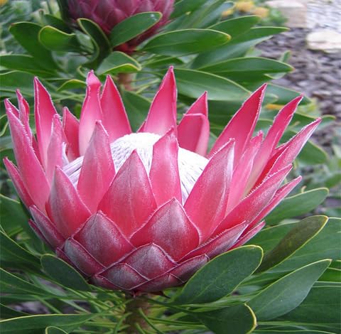 Pink Protea Flower Seeds