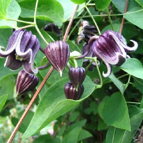 Purple Clematis fremontii Flower Seeds