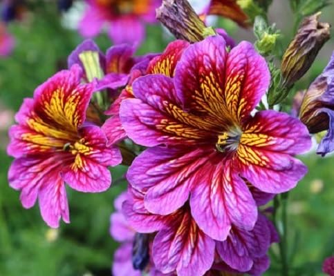 Pink Salpiglossis Flower Seeds