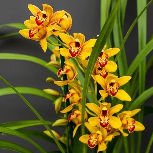 Yellow Cymbidium Orchid Flower Seeds