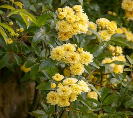 rosa banksia flower seeds