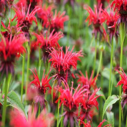 Red Monarda Scarlet BEE Balm Flower Seeds