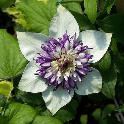 White Purple Clematis Flower Seeds
