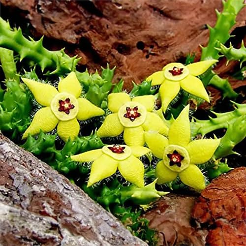 Yellow Stapelia Flower Seeds