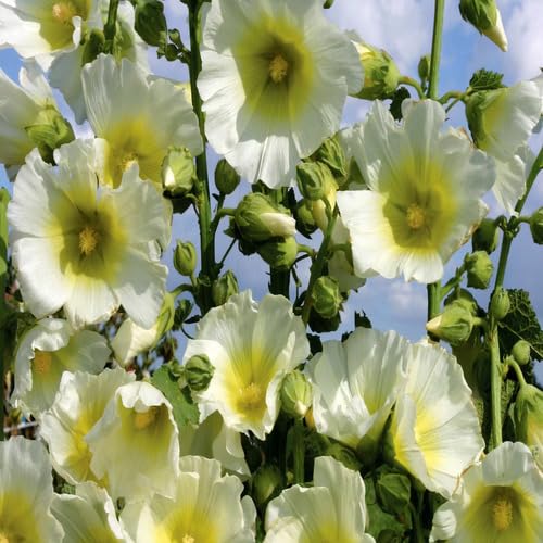 White Yellow Hollyhock Flower Seeds