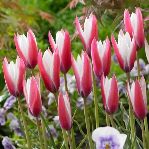Pink White Tulips Flower Seeds