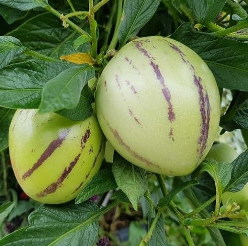 Green Ginseng Fruit fruit seeds for organic garden planting