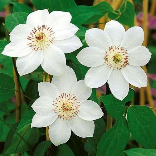 White Clematis Flower Seeds