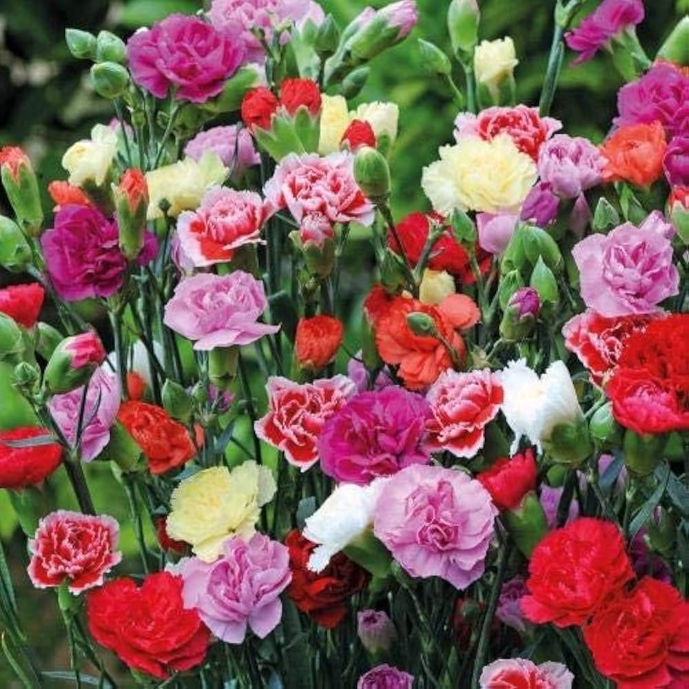 Mix Carnations
