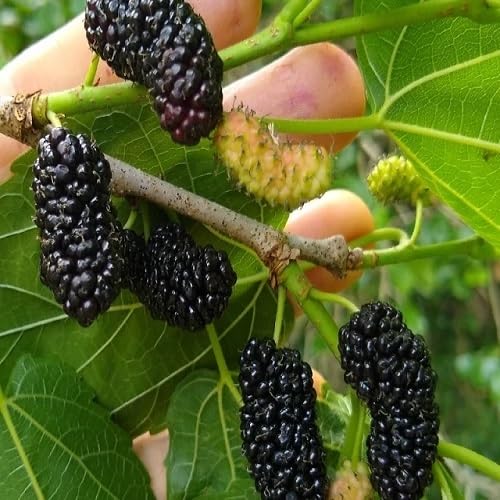 Black Mulberry Fruits . Fruit Seeds organic garden seeds
