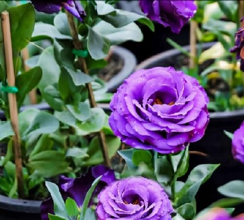 Violet Lisianthus Flower Seeds