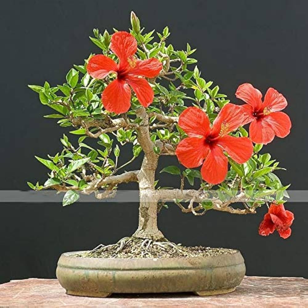 Red Giant Hibiscus Flower Stunning Bonsai Garden