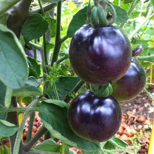 Purple Tomato vegetable seeds - Heirloom, Organic, Non Gmo Garden Seeds for kitchen garden planting