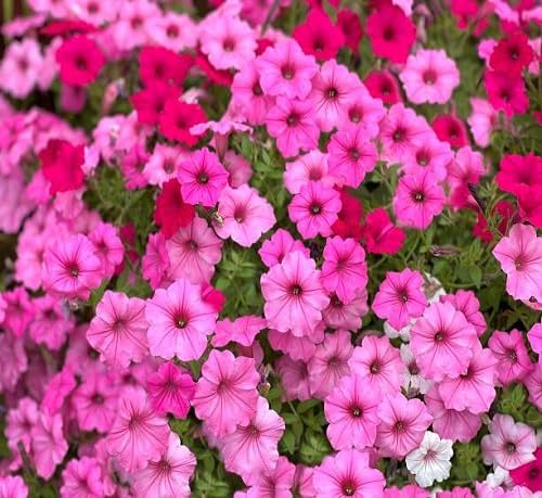 pink hanging petunia flower