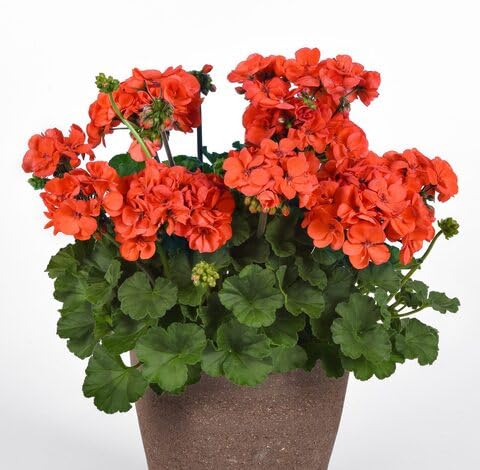Orange Pelargonium fruit seeds for organic garden planting