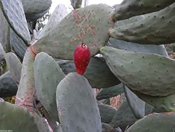 red opuntia ficus indica fruit unique cactus for your garden heirloom Fruit seeds