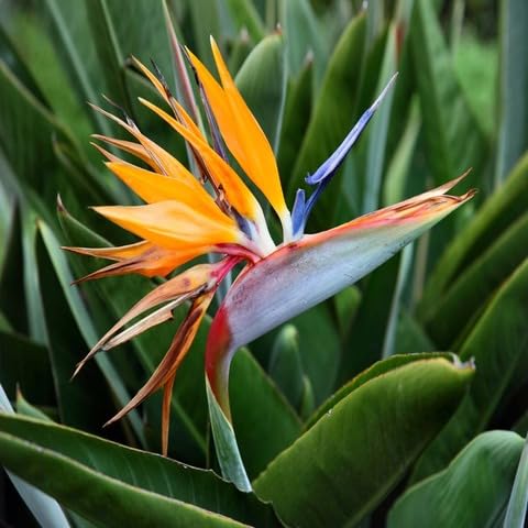 Strelitzia Reginae Flower Seeds