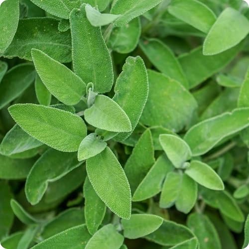 Green Sage Plant Seeds herb seeds - natural growing, healthy herbs garden seeds