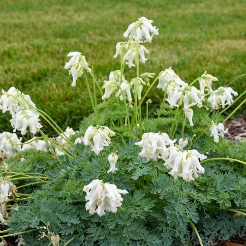 Dicentra Flower Seeds