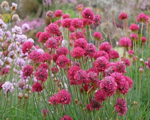 Purple Giant Armeria Flower Seeds