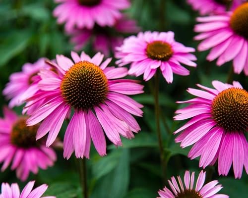 pink echinacea flower seeds