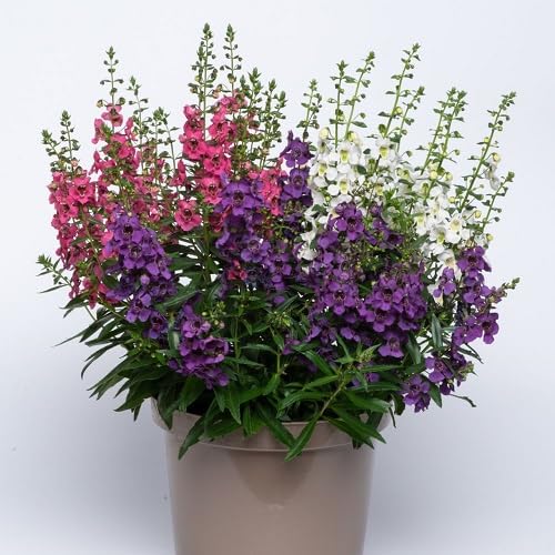 Mixed Ammi Majus Flower Seeds
