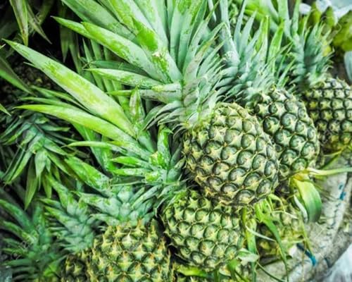 Green Pineapple Fruit fruit seeds for organic garden planting