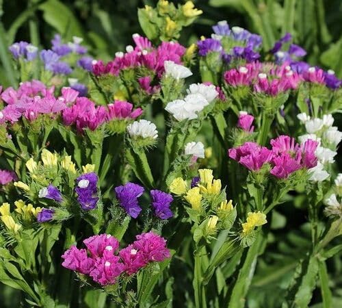 Mixed Statice Flower Seeds
