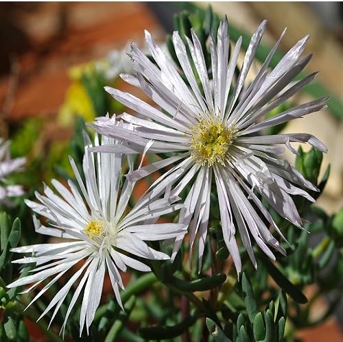 Lampranthus Flower Seeds