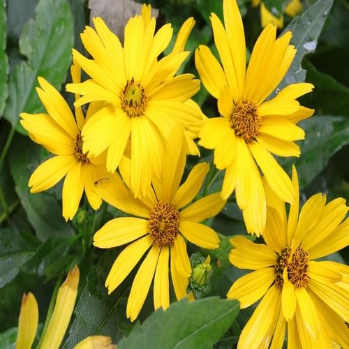 Yellow Giant Daisy Flower Seeds