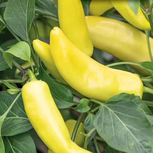 Pepper Hungarian vegetable seeds - Heirloom, Organic, Non Gmo Garden Seeds for kitchen garden planting