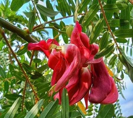 sesbania Flower Seeds