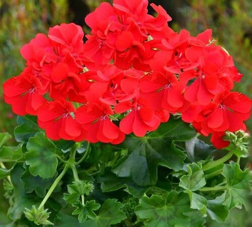 Red Pelargonium Flower Seeds